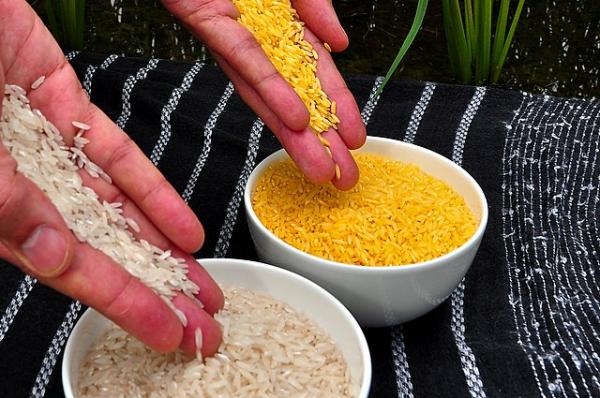 Golden rice and conventional rice